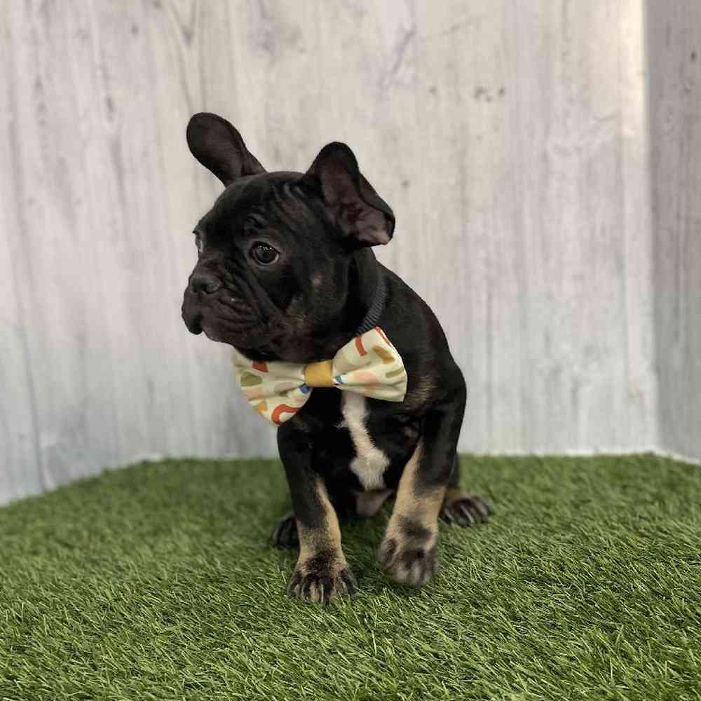 Male French Bulldog Puppy for sale