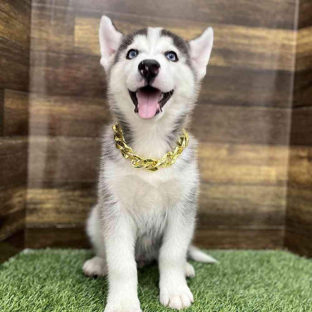Male Huskimo Puppy for Sale in Braintree, MA