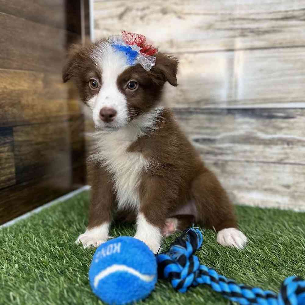 Female Miniature Australian Shepherd Puppy for Sale in Saugus, MA