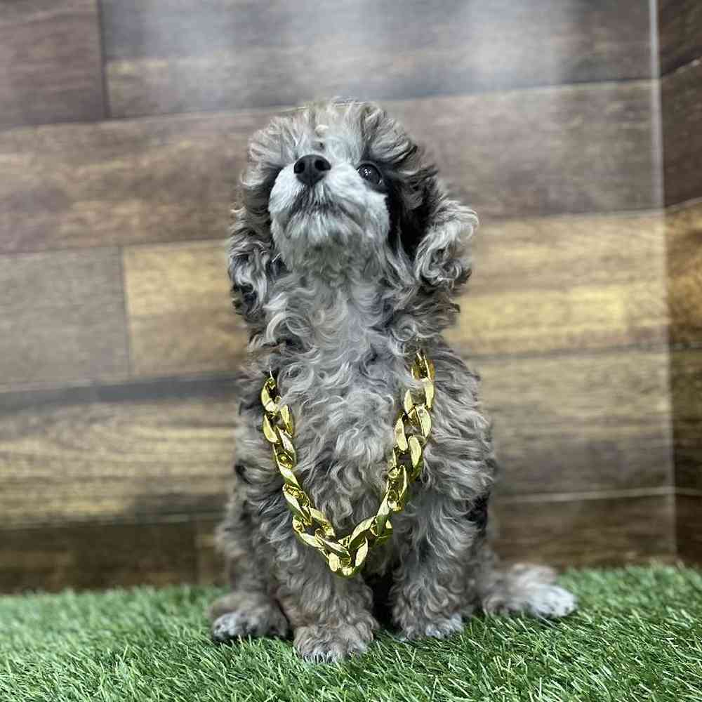 Male Poodle Toy Puppy for Sale in Braintree, MA