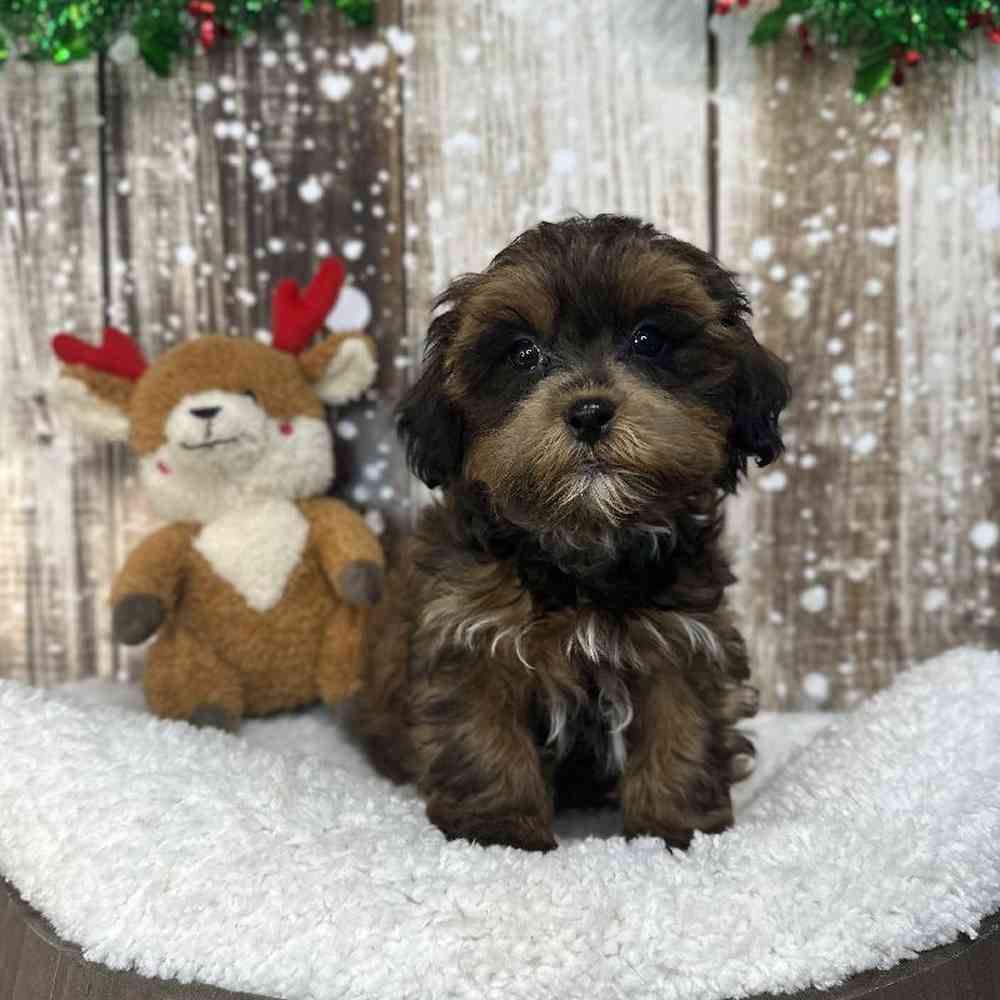 Male Shih-Poo Puppy for Sale in Saugus, MA