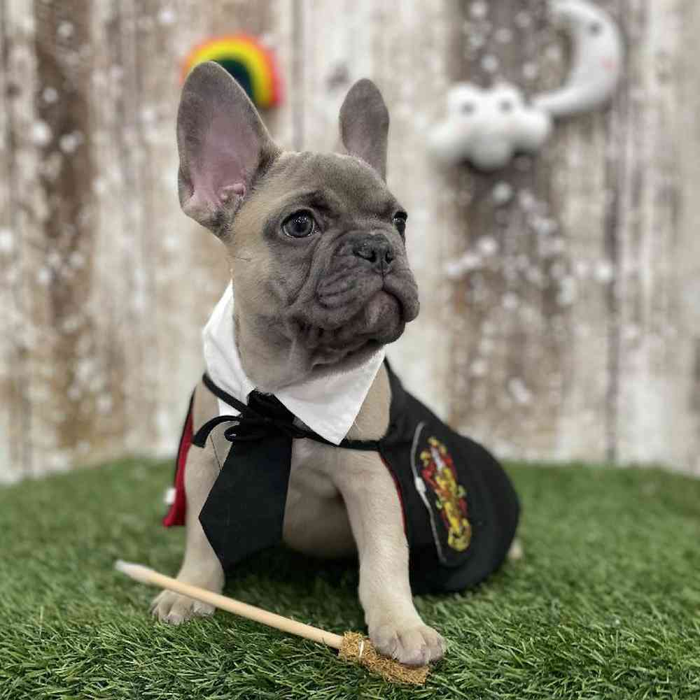 Male French Bulldog Puppy for Sale in Braintree, MA