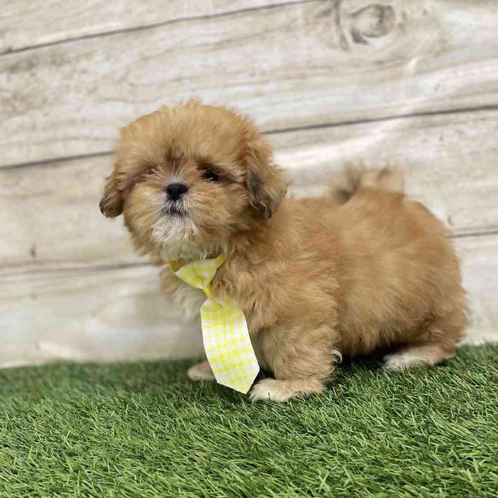Male Shih Tzu Puppy for Sale in Braintree, MA