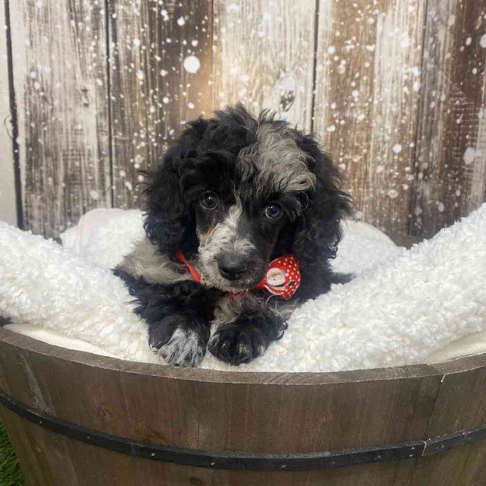 Male Poodle (MINI) Puppy for Sale in Saugus, MA