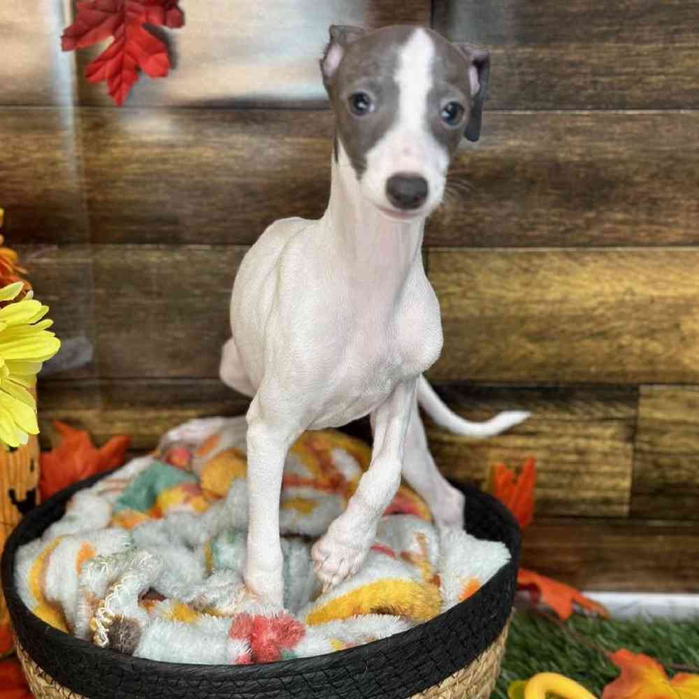 Female Italian Greyhound Puppy for Sale in Saugus, MA