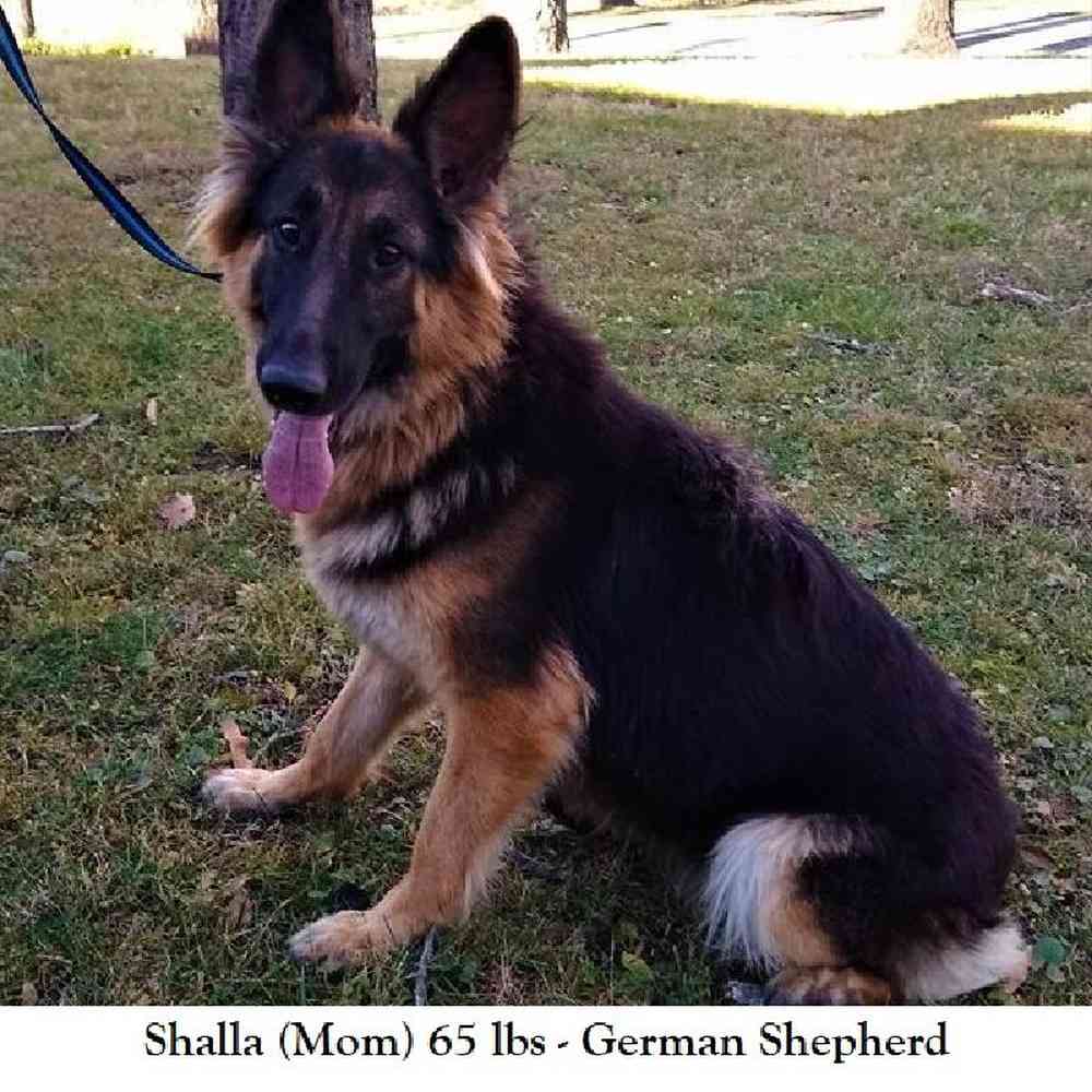 Male German Shepherd Dog Puppy for Sale in Braintree, MA