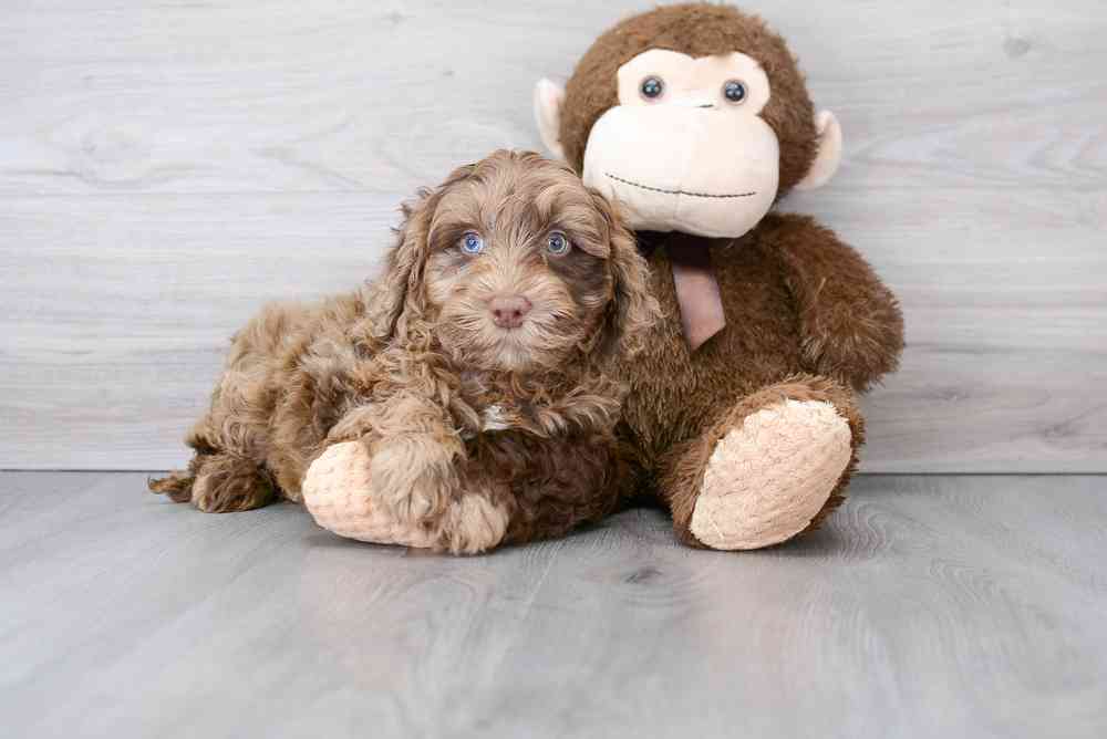 mini-portidoodle-rango-9124722865961581.jpg