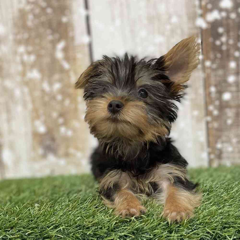 Female Yorkshire Terrier Puppy for Sale in Braintree, MA