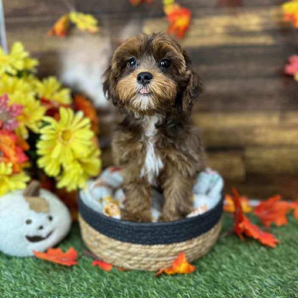 Male Lhasa-Poo Puppy for Sale in Saugus, MA