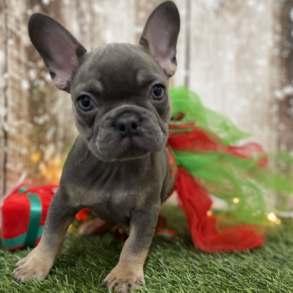 Female French Bulldog Puppy for Sale in Braintree, MA