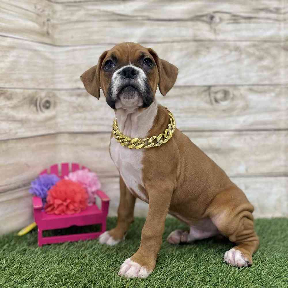 Male Boxer Puppy for Sale in Braintree, MA