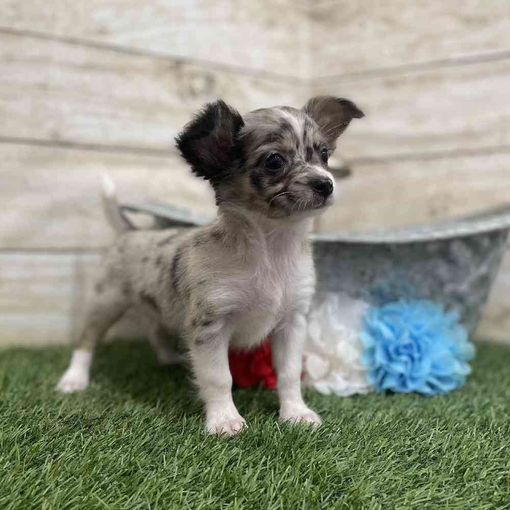 Male Chihuahua Puppy for Sale in Braintree, MA