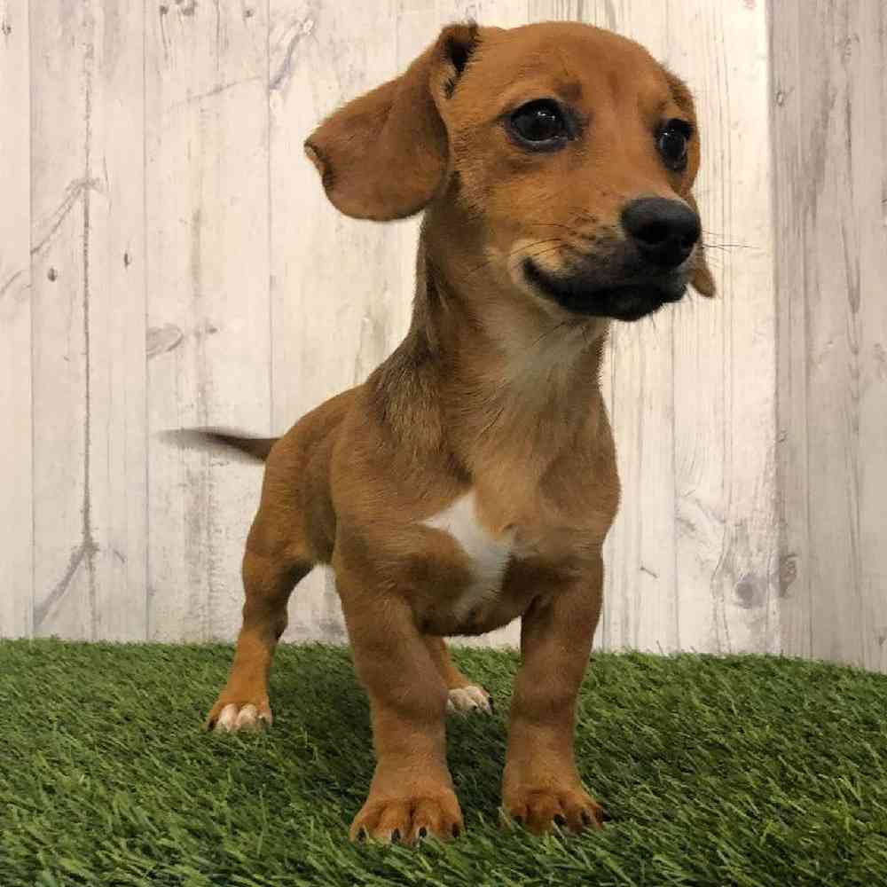 Female Chiweenie Puppy for sale