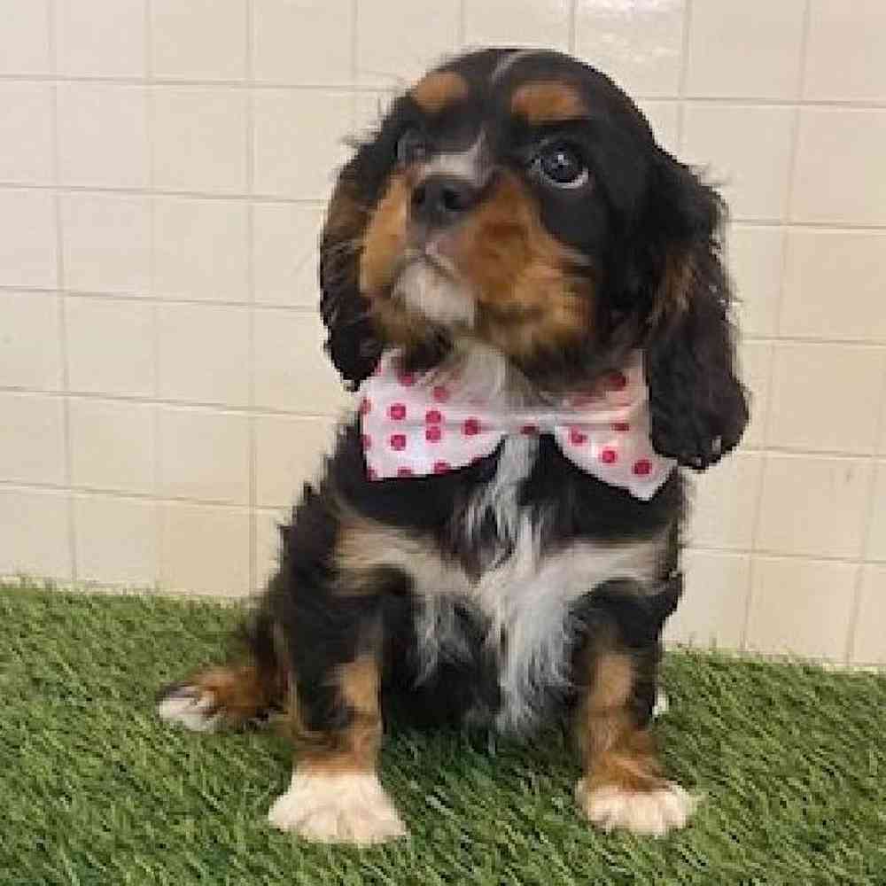 Male Cavalier King Charles Spaniel Puppy for sale
