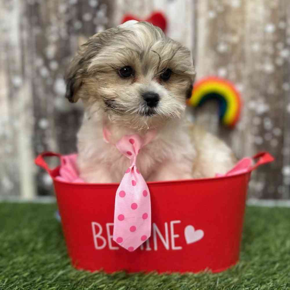 Male Shih-Poo Puppy for Sale in Saugus, MA