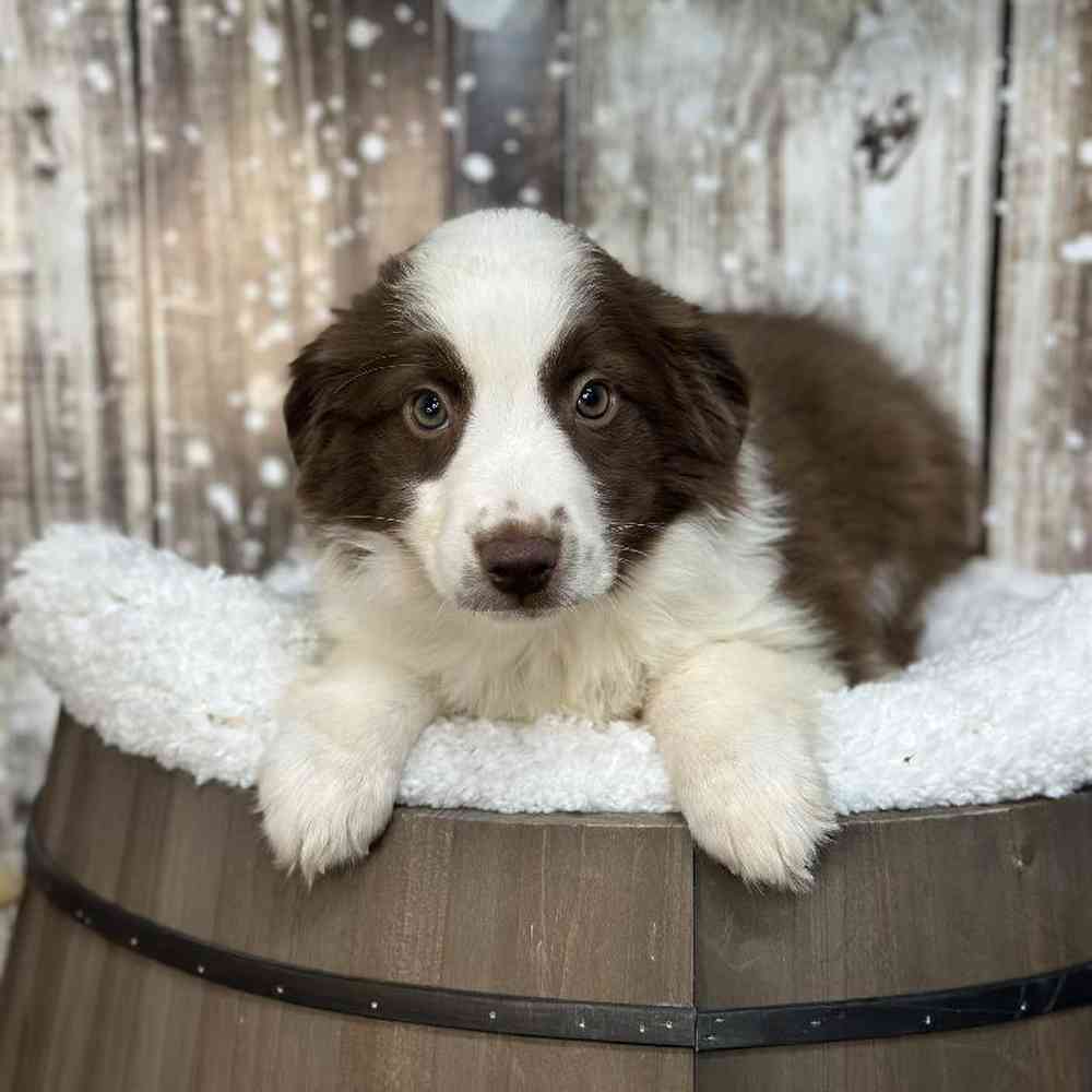 Female Miniature Australian Shepherd Puppy for Sale in Saugus, MA