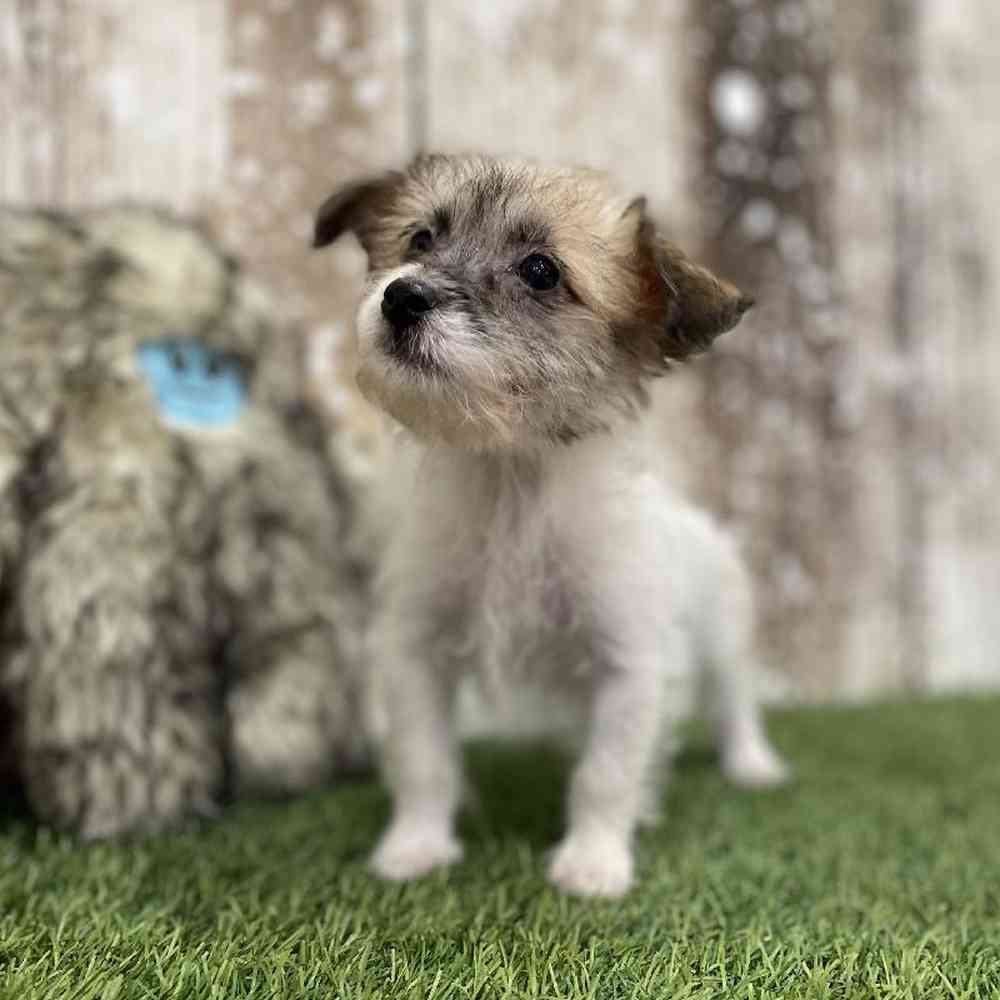 Female Yochon Puppy for Sale in Braintree, MA