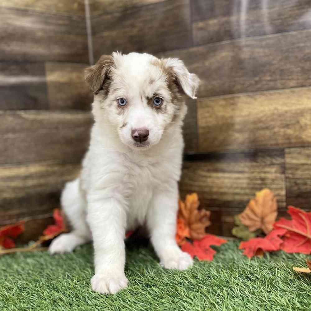 Female Miniature Australian Shepherd Puppy for Sale in Braintree, MA