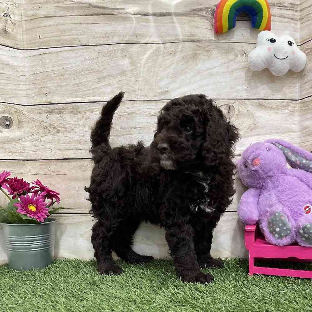 Female Mini Labradoodle 2nd Gen Puppy for Sale in Braintree, MA
