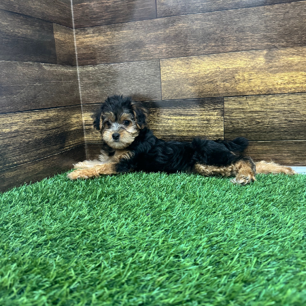 Female Yorkie-Poo Puppy for Sale in Braintree, MA