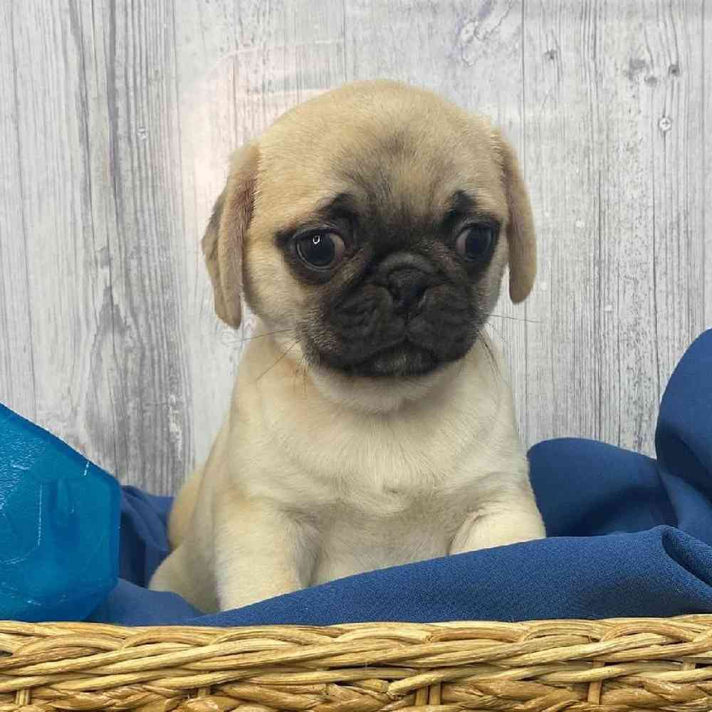 Male Pug Puppy for Sale in Saugus, MA