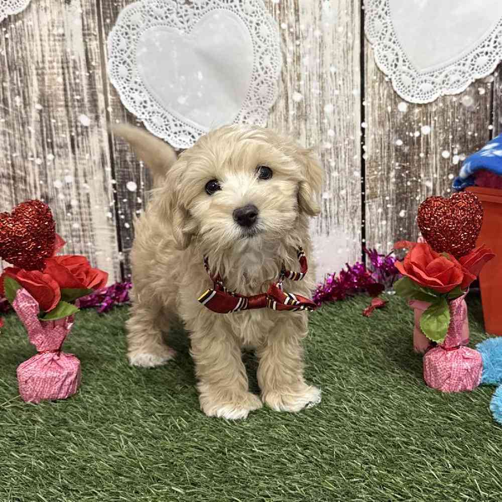 Male Cockapoo 2nd Gen Puppy for Sale in Saugus, MA