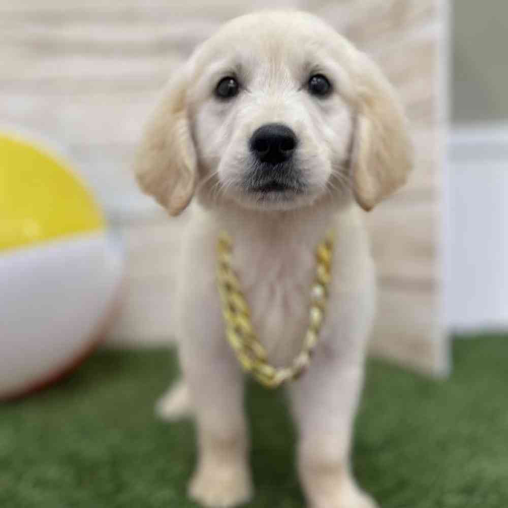 Male Golden Retriever Puppy for Sale in Braintree, MA