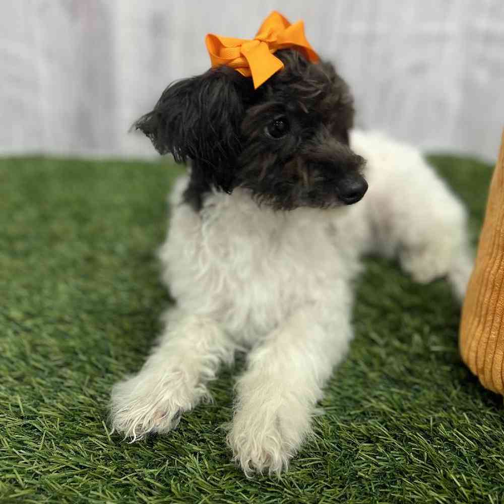 Female Havapoo Puppy for Sale in Braintree, MA