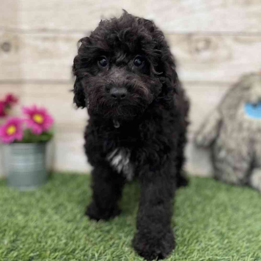 Male Cockapoo 2nd Gen Puppy for Sale in Braintree, MA