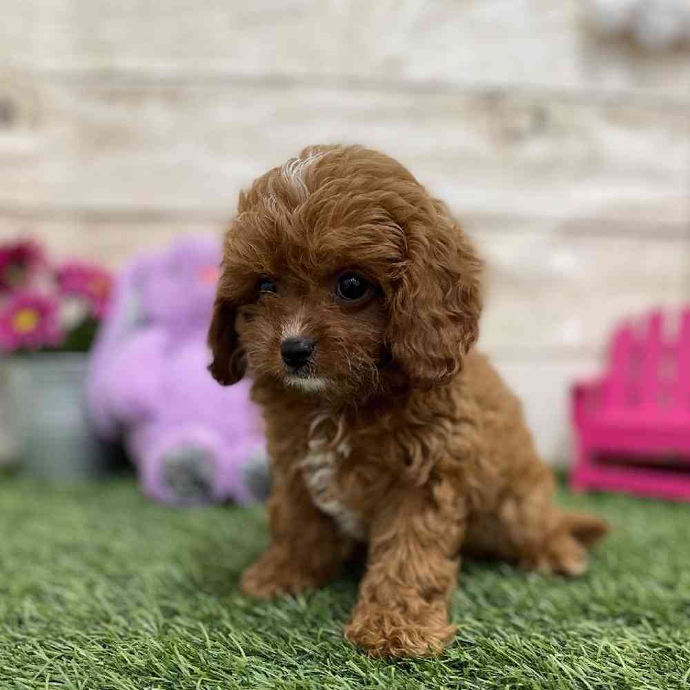 Male Cavapoo Puppy for Sale in Braintree, MA