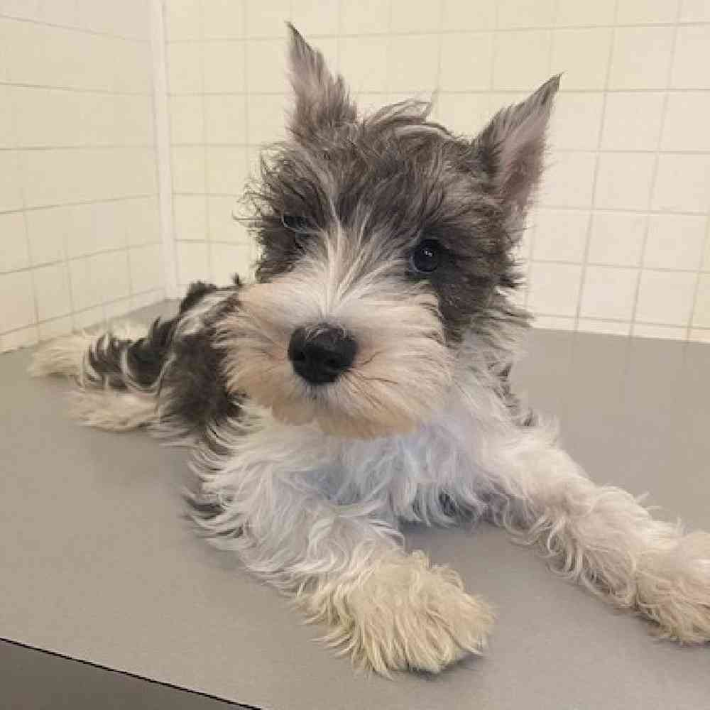Male Miniature Schnauzer Puppy for sale