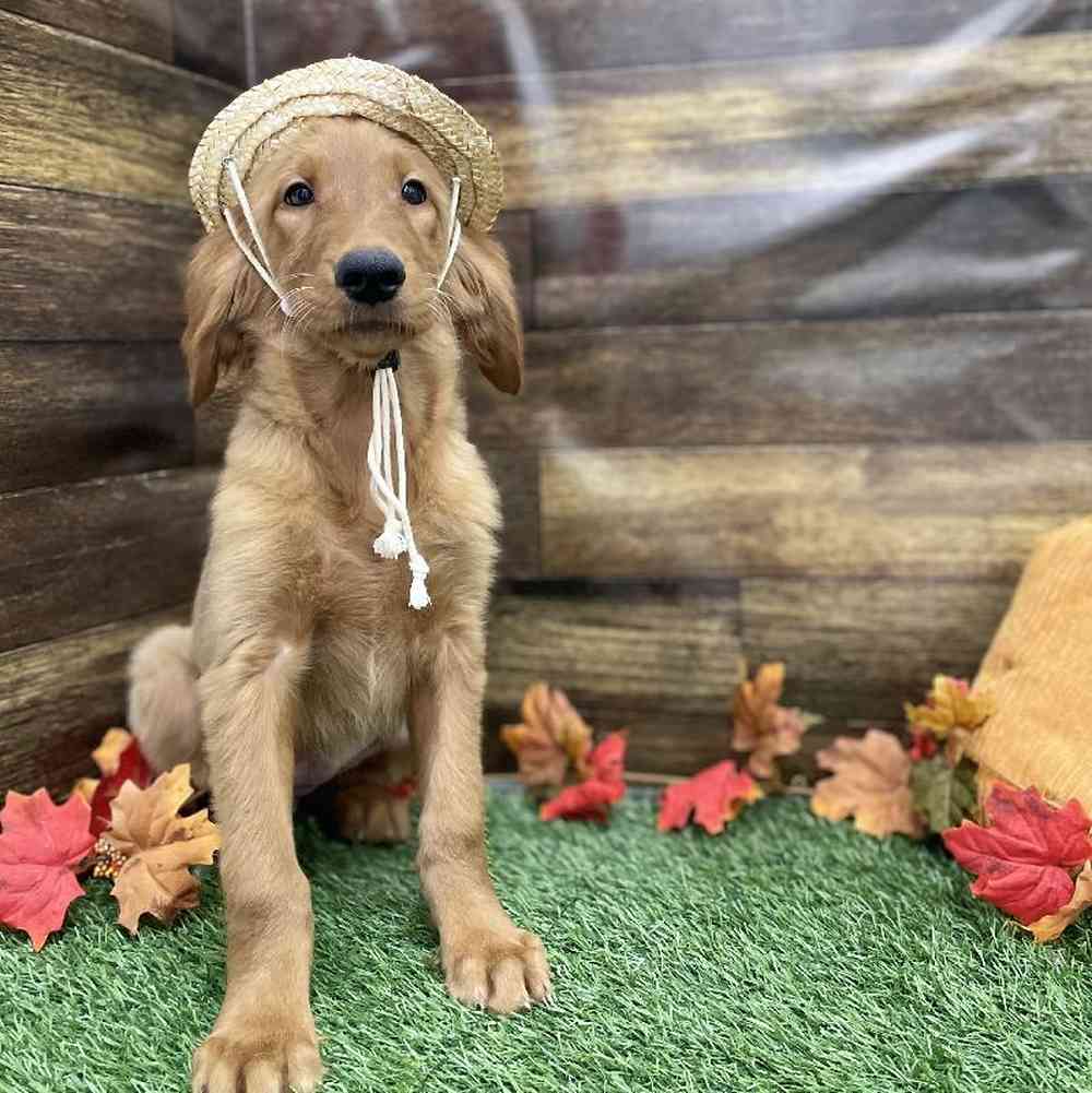 Female Golden Retriever Puppy for Sale in Braintree, MA
