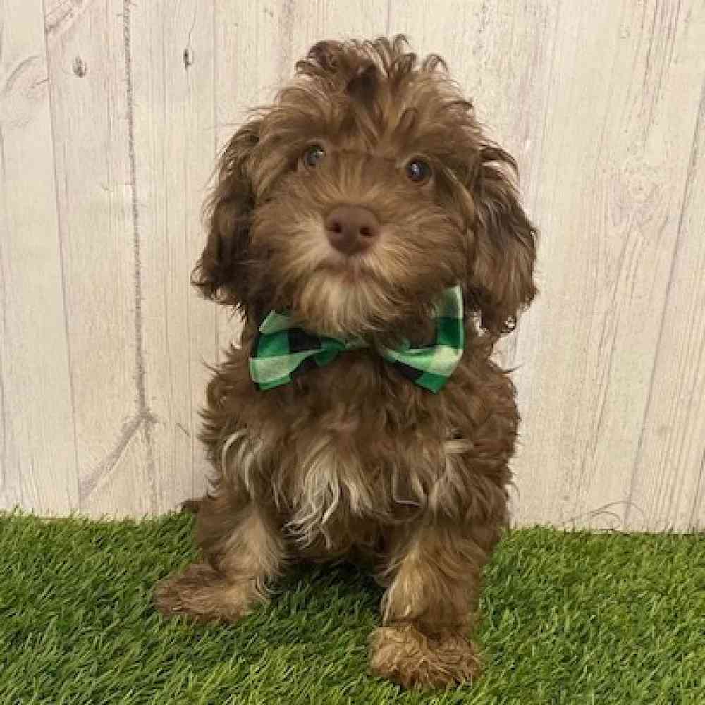 Male Havanese Puppy for sale