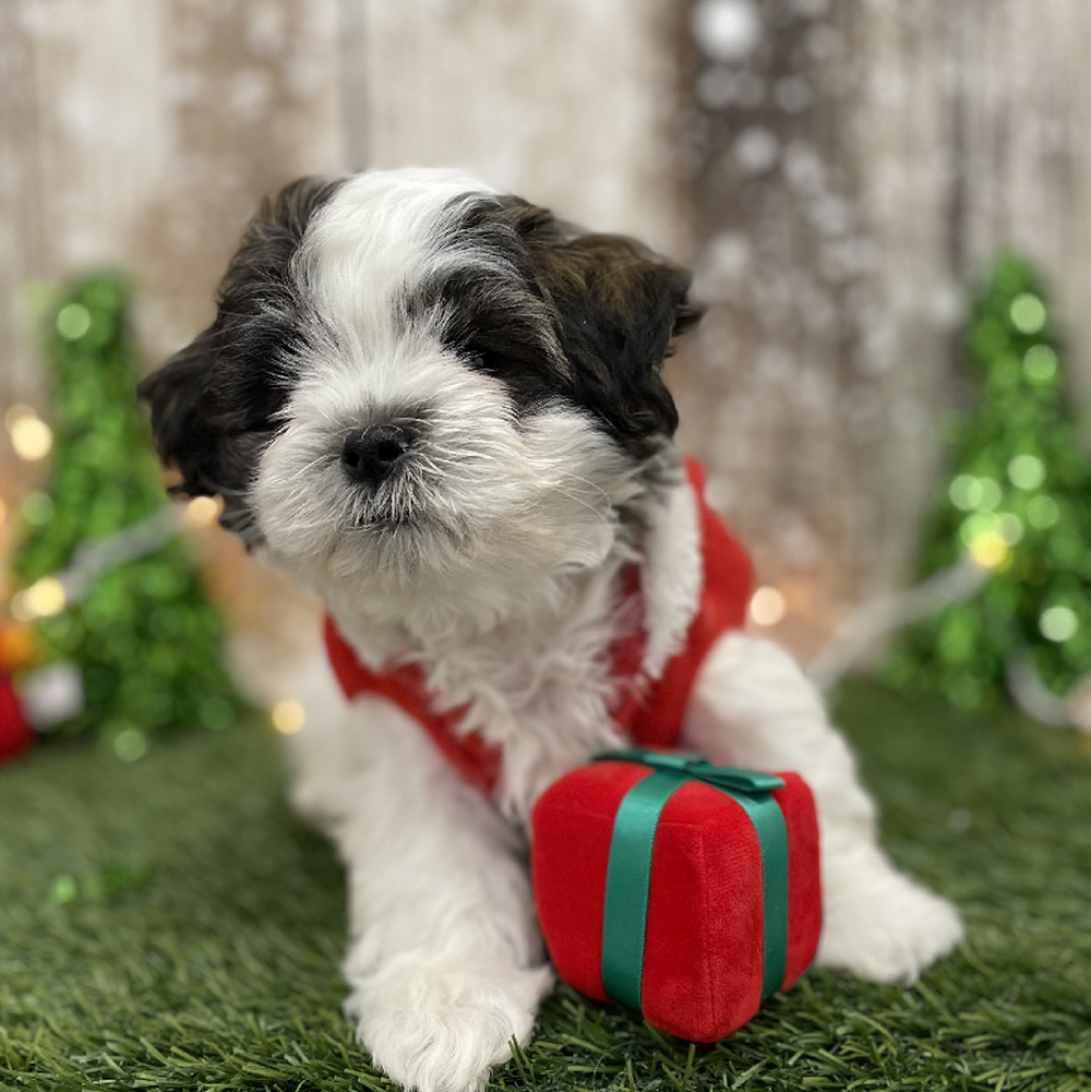 Male Teddy Bear (Zuchon) Puppy for Sale in Braintree, MA