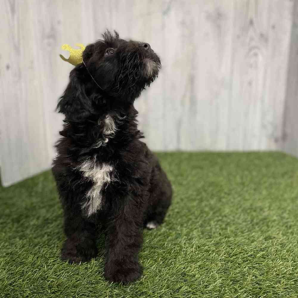 Male Mini Whoodle Puppy for sale