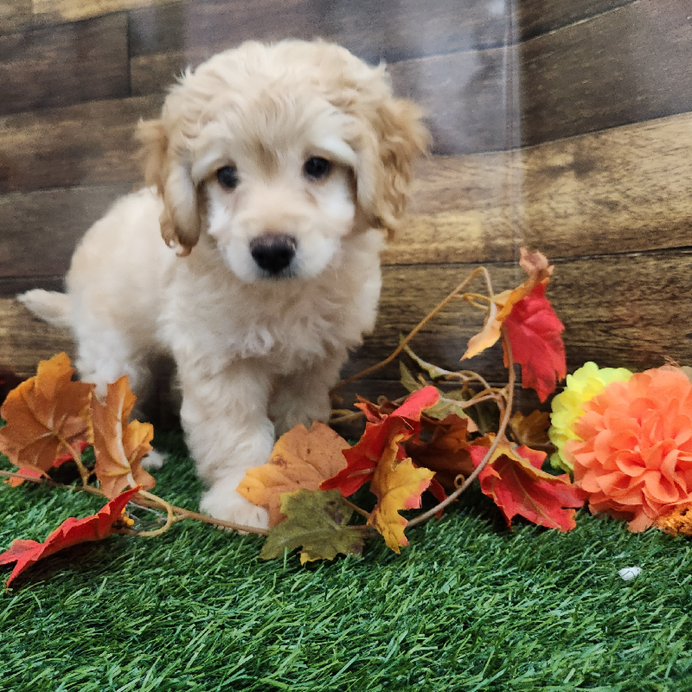 Male Cockapoo 2nd Gen Puppy for Sale in Braintree, MA