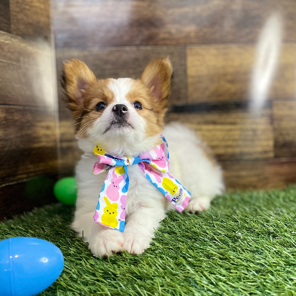 Female Papillon Puppy for Sale in Braintree, MA