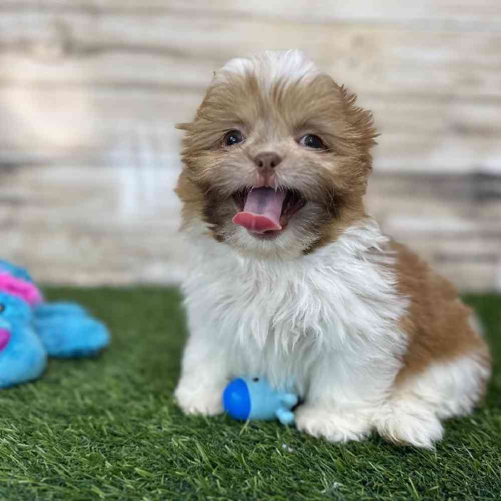Male Shih Tzu Puppy for Sale in Saugus, MA