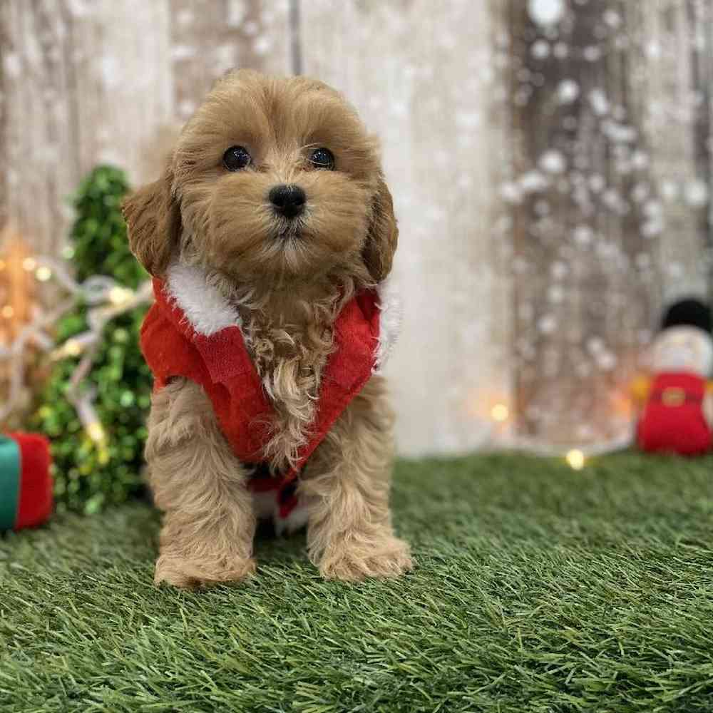 Male Shih-Poo Puppy for Sale in Braintree, MA