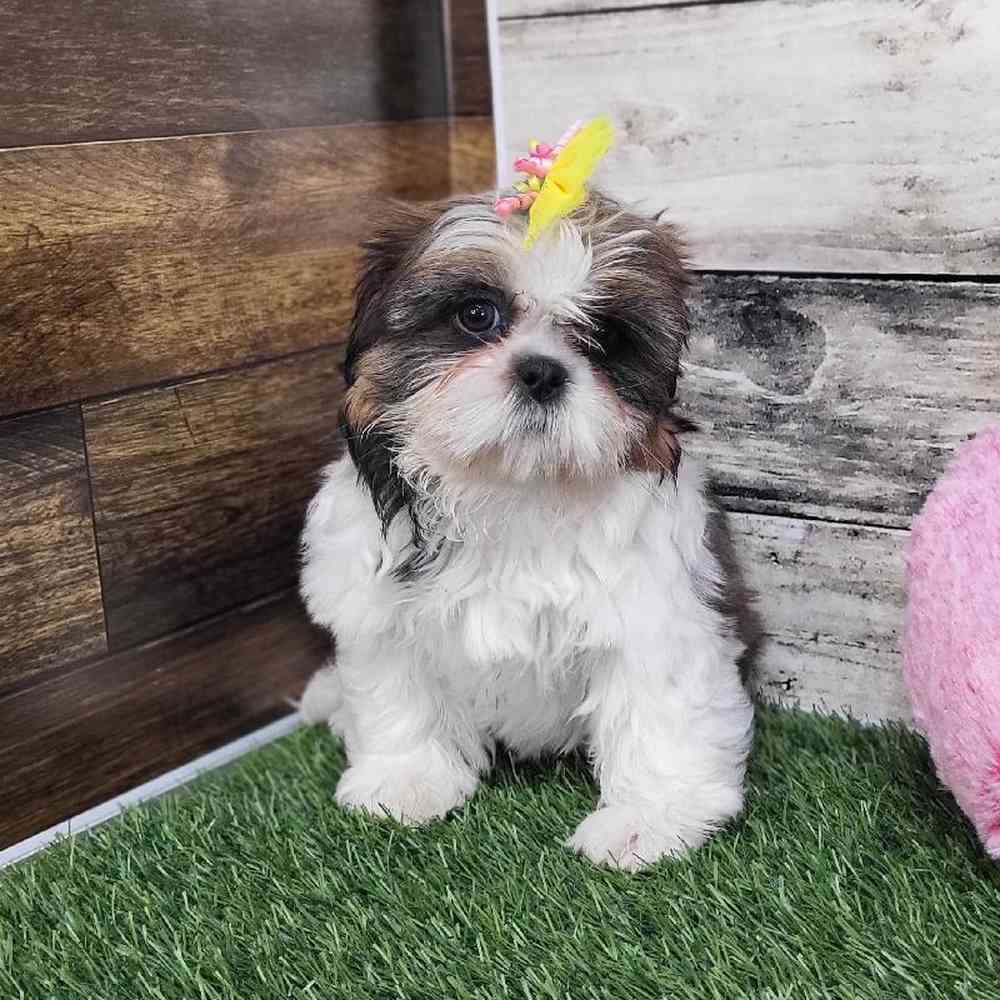 Female Shih-Apso Puppy for Sale in Saugus, MA