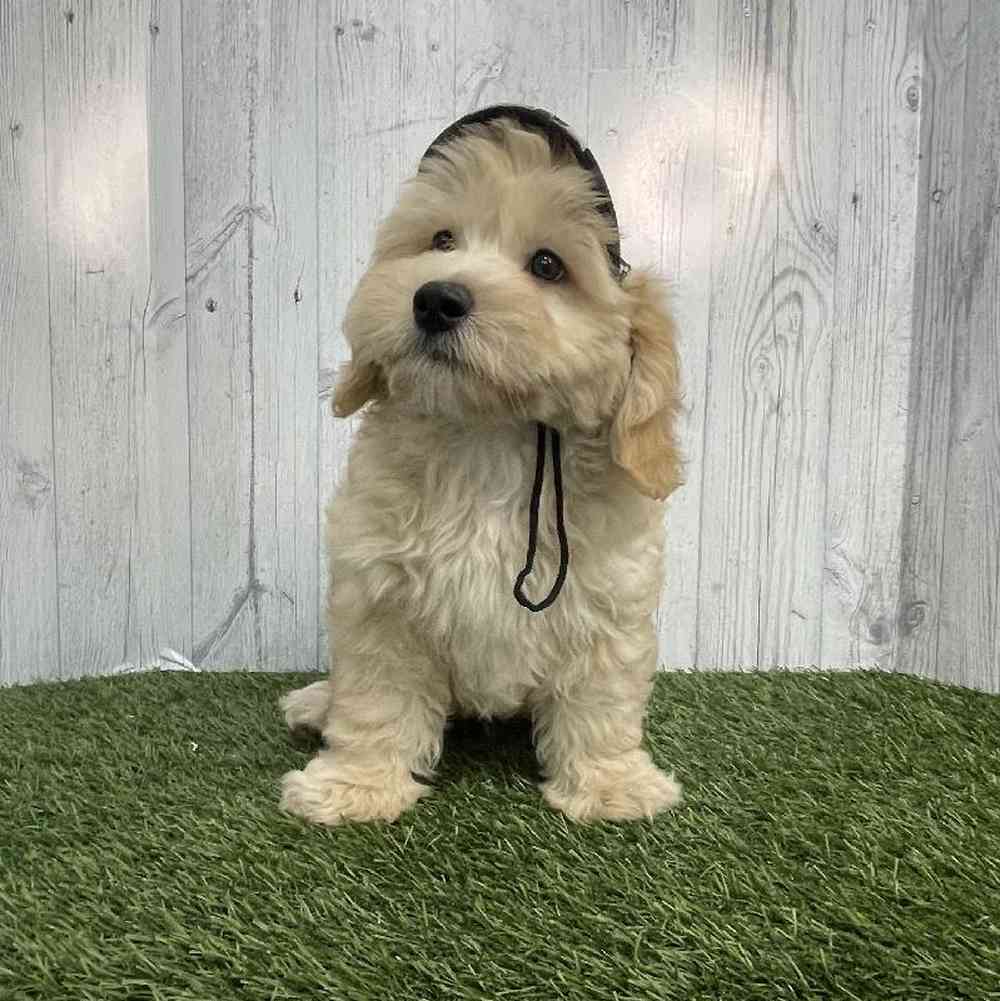 Male Mini Labradoodle 2nd Gen Puppy for sale