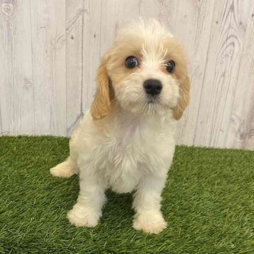 Male Cavachon Puppy for sale