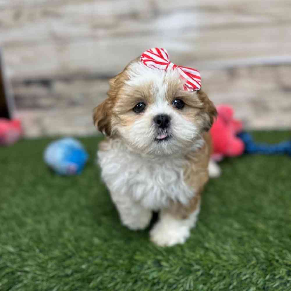 Female Shih Tzu Puppy for Sale in Saugus, MA