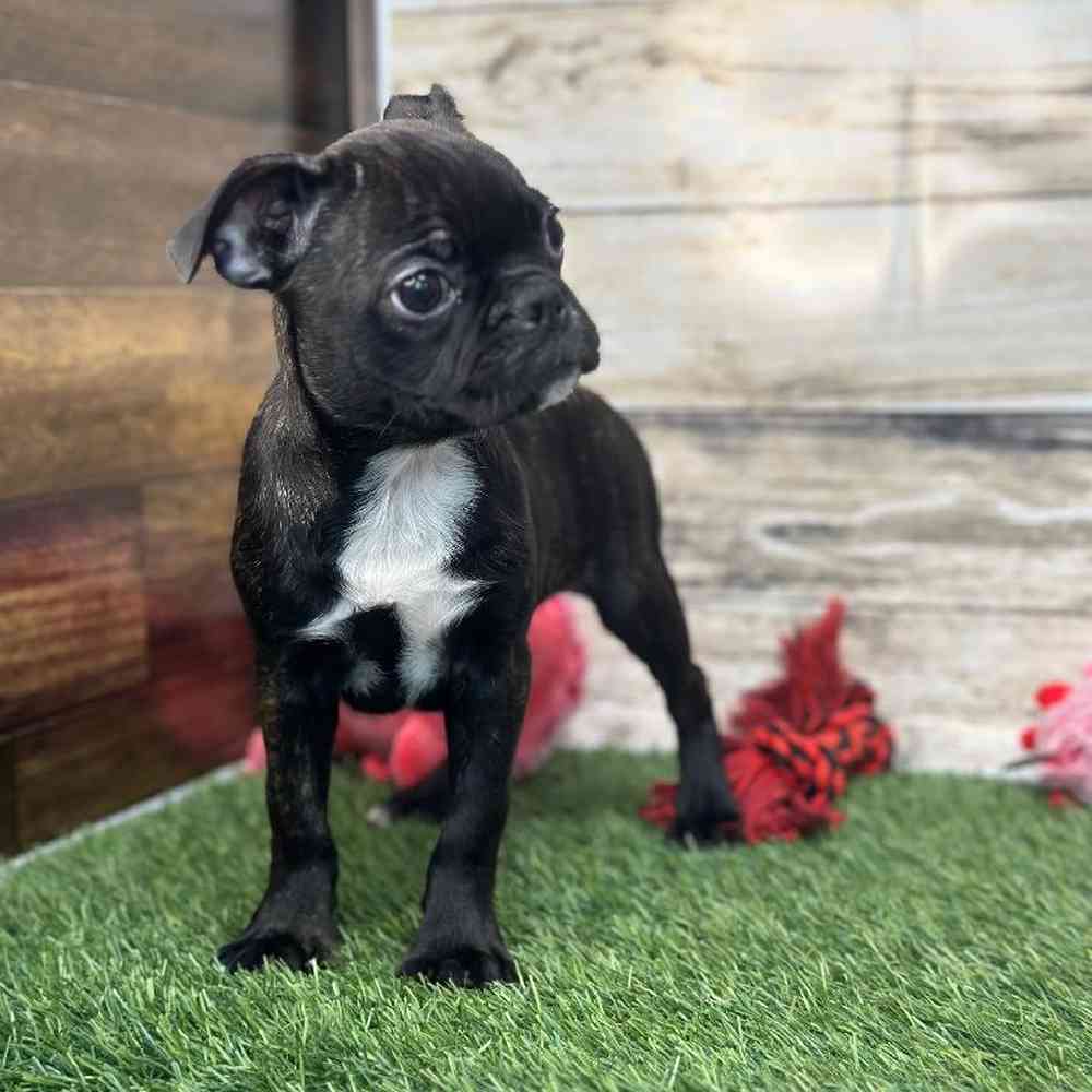 Female Bugg Puppy for Sale in Saugus, MA