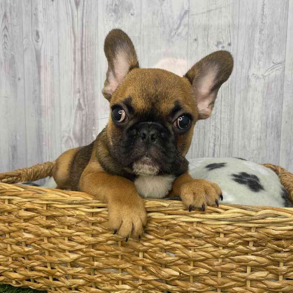 Male French Bulldog Puppy for Sale in Saugus, MA