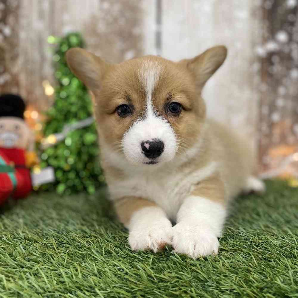 Female Pembroke Welsh Corgi Puppy for Sale in Braintree, MA