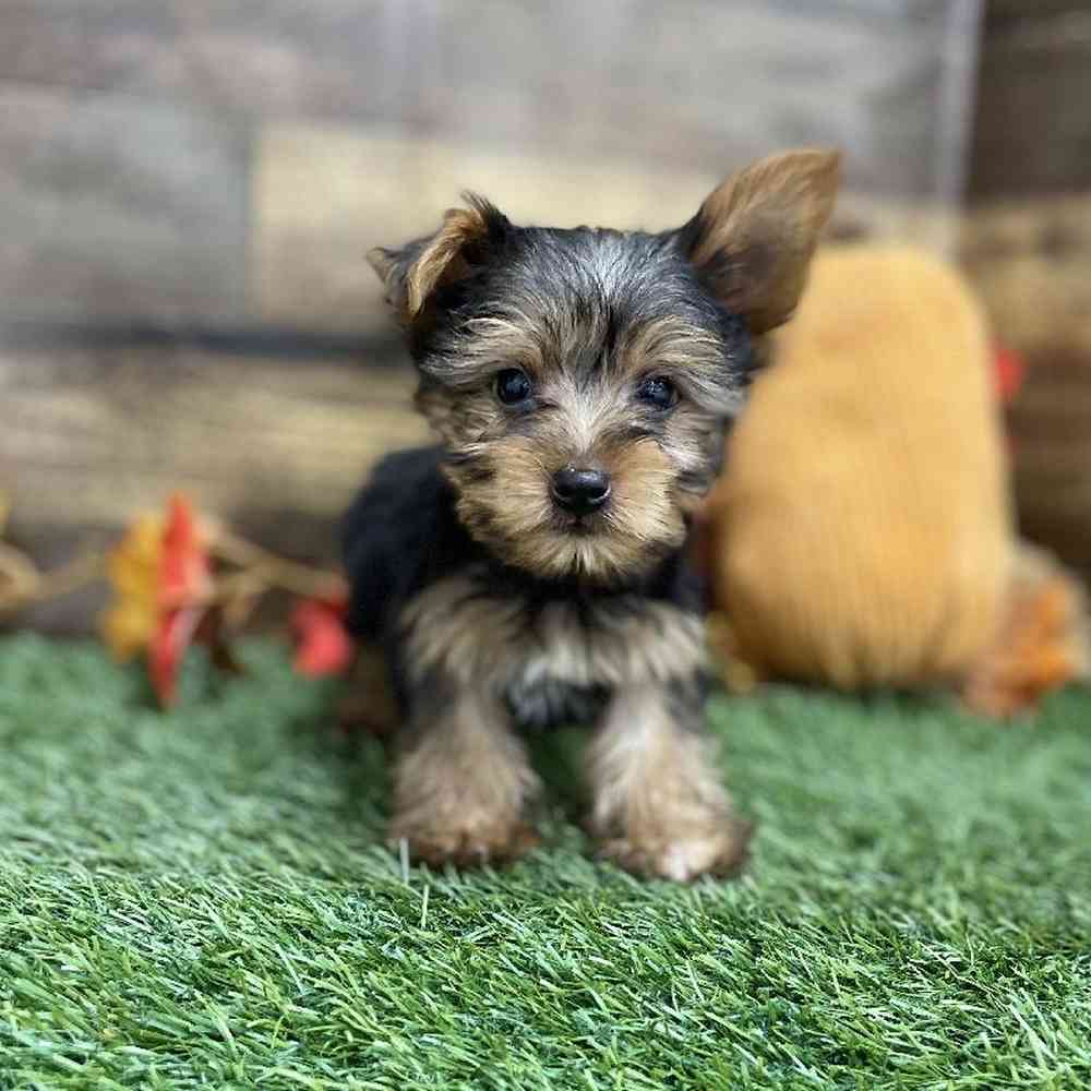 Male Yorkshire Terrier Puppy for Sale in Braintree, MA
