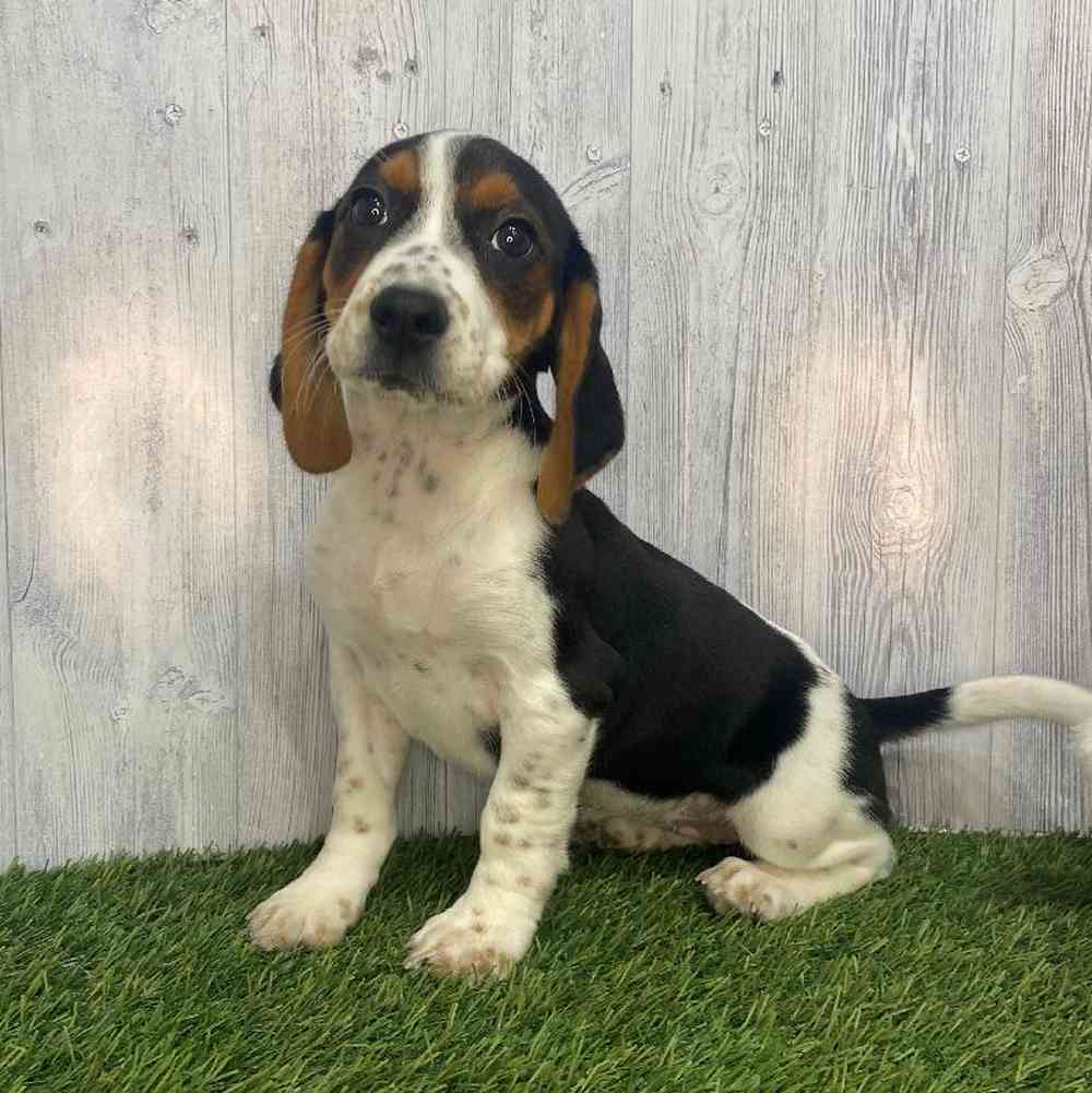 Female Beagle Puppy for Sale in Saugus, MA