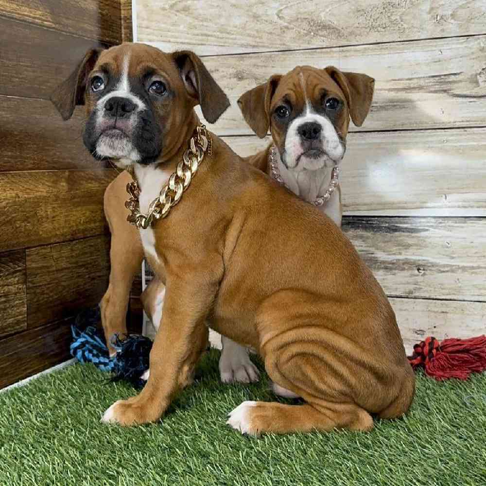 Female Boxer Puppy for Sale in Saugus, MA