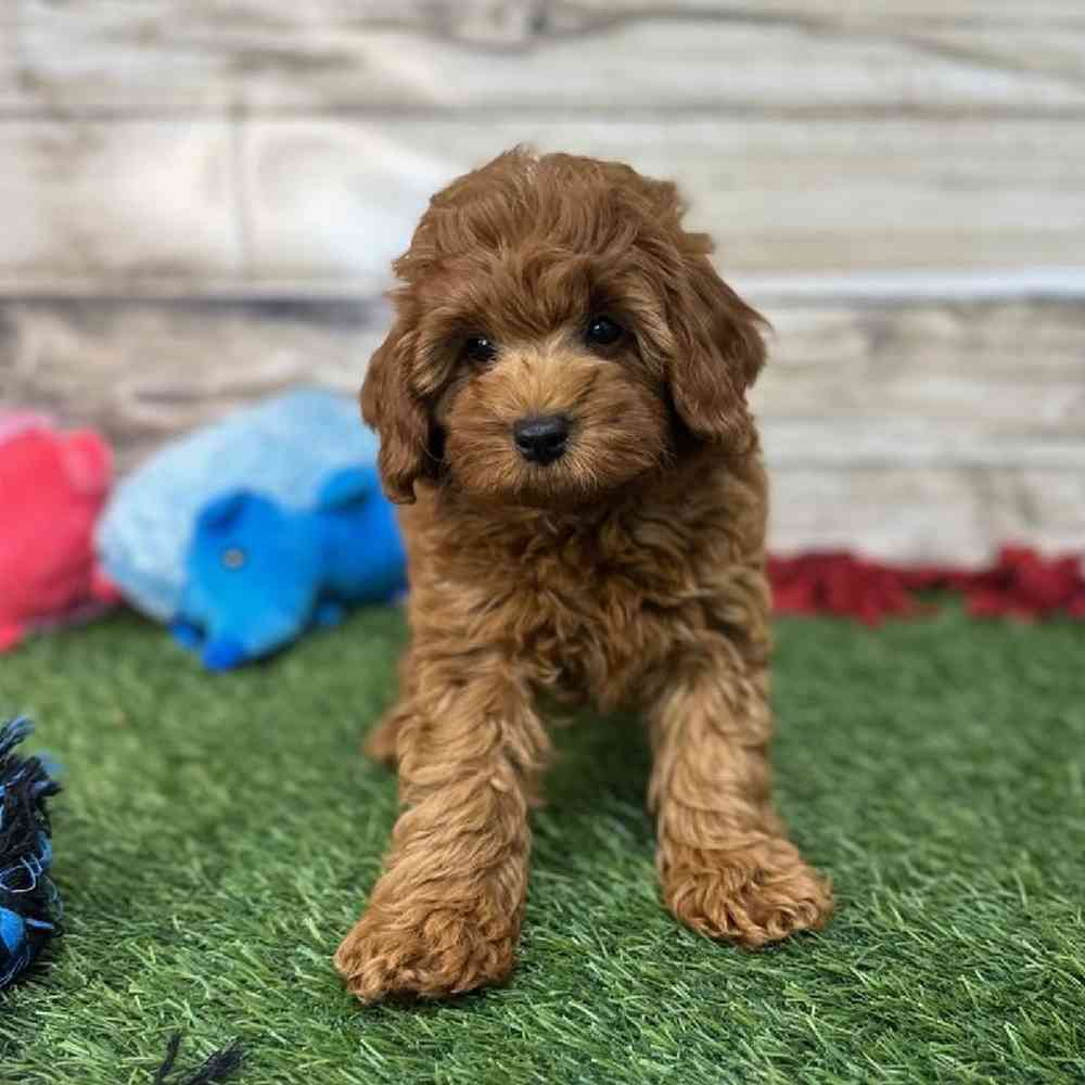 Male Mini Labradoodle 2nd Gen Puppy for Sale in Saugus, MA